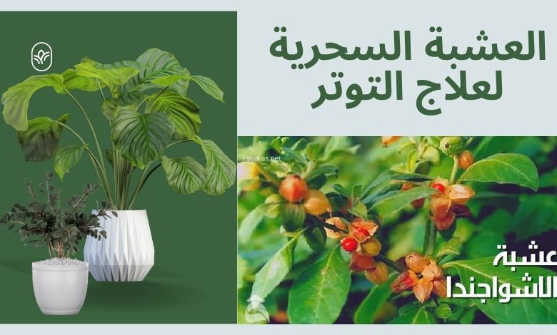 الاشواجاندا ما هي فوائدها