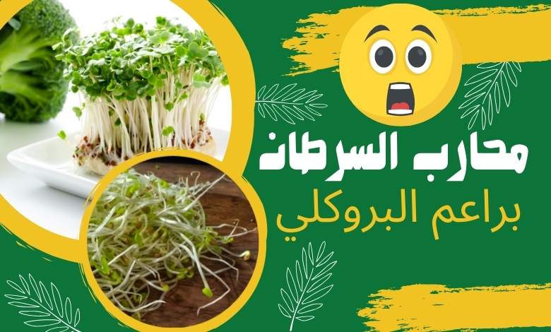 براعم البروكلي